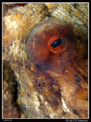 Octopus eye. Canon G10 & Inon D2000. by Bea & Stef Primatesta 